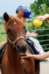 Bo, Hippotherapy horse