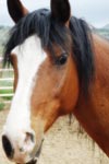 China, Hippotherapy horse