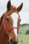 Cory, Hippotherapy horse